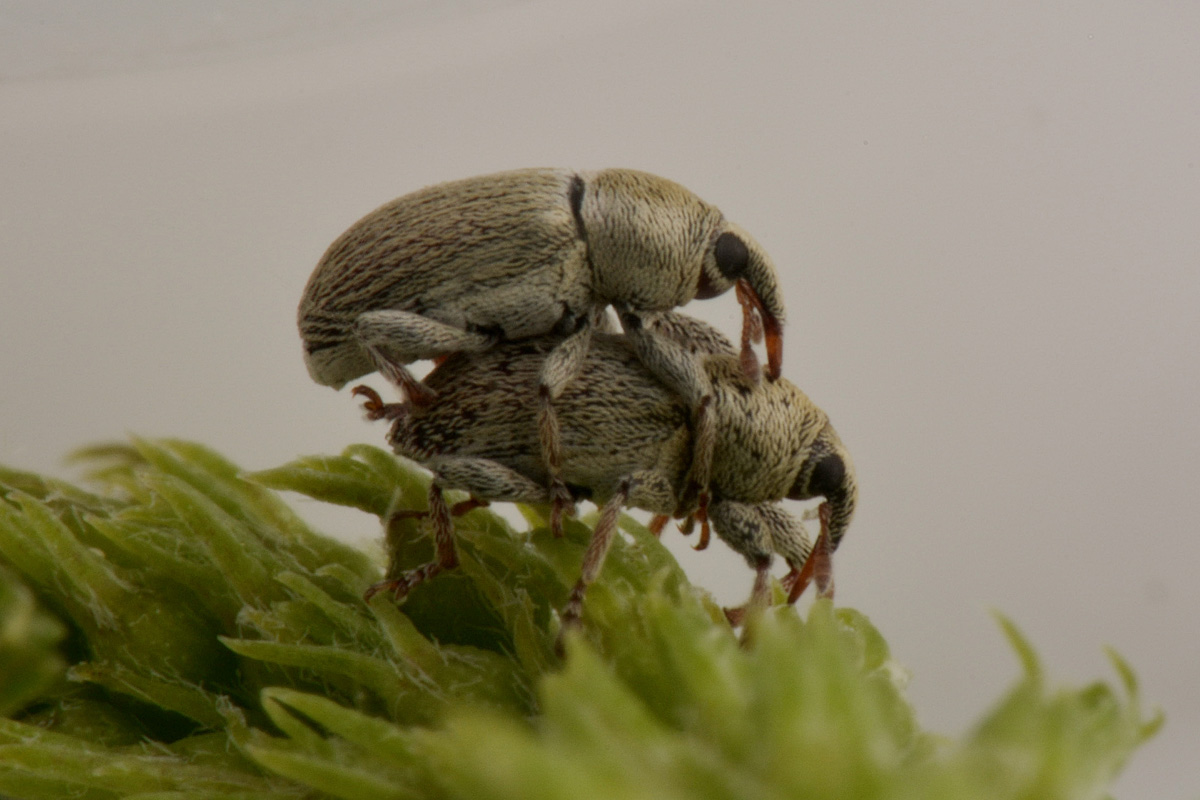 Curculionidae: Tychius meliloti anche loro? Molto probabimente sì
